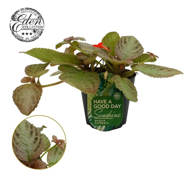 Picture of EPISCIA CUPREATA TIERRA PLATA 