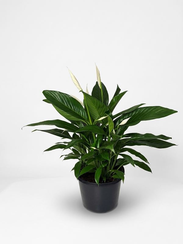 Picture of Spathiphyllum bingo cupido