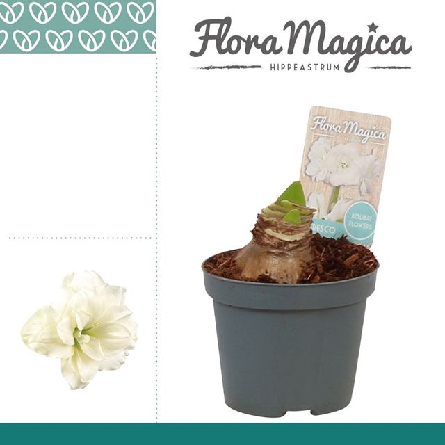 Picture of HIPPEASTRUM 02-FL ALFRESCO 