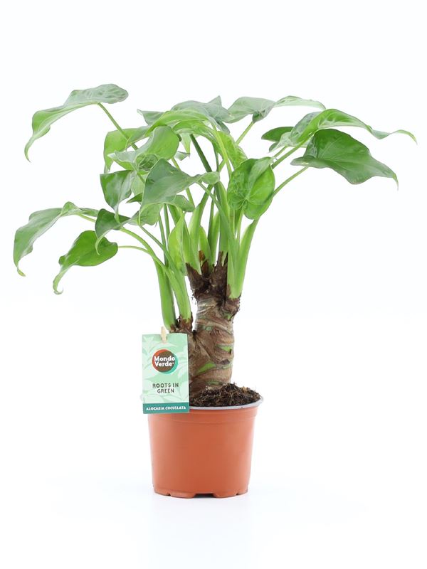 Picture of Alocasia cucullata