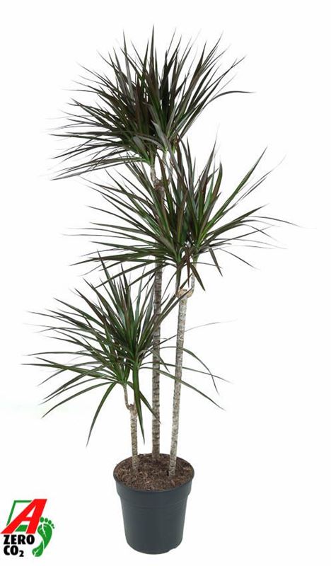 Picture of Dracaena marginata magenta 090+/60+/30+