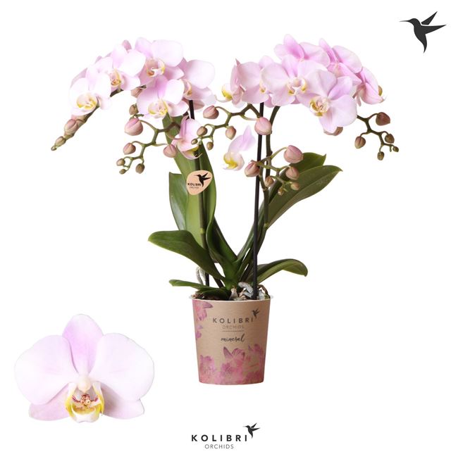 Picture of Phalaenopsis 02-stem kolibri portugal