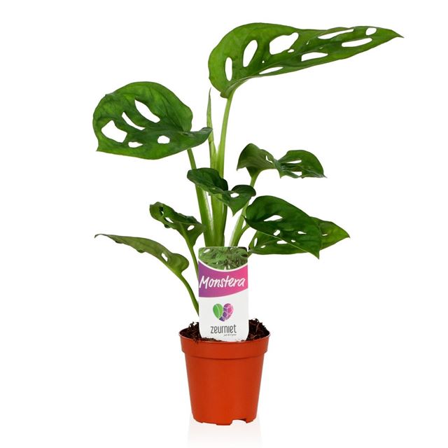 Picture of MONSTERA MONKEY LEAF MINI