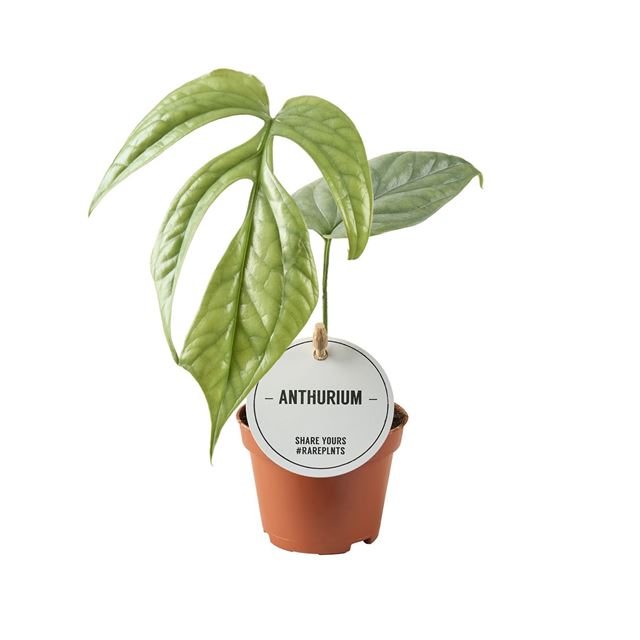 Picture of Monstera amydrium medium silver