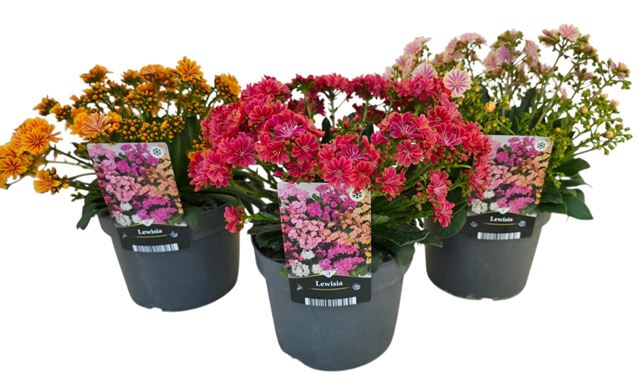 Picture of Lewisia cotyledon mountain dreams