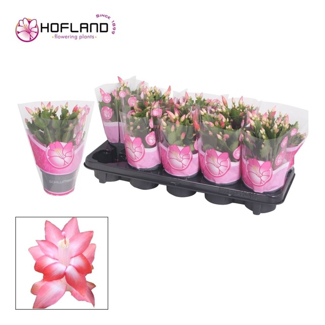 Picture of Schlumbergera pink
