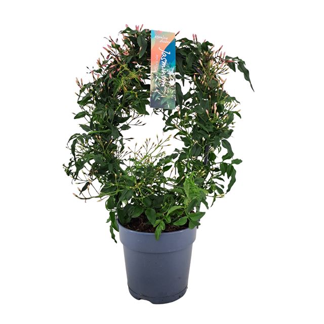 Picture of Jasminum polyanthum boog