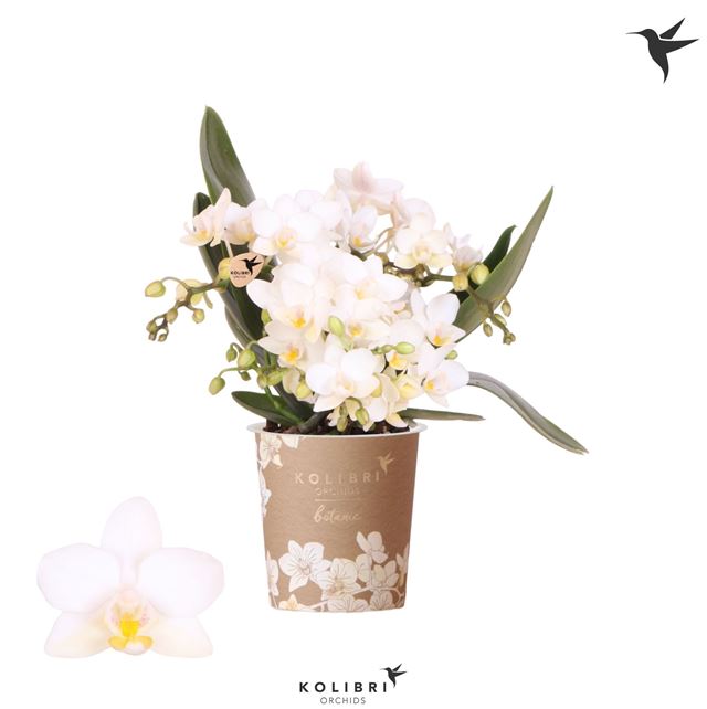 Picture of Phalaenopsis 04-stem botanic nazare white