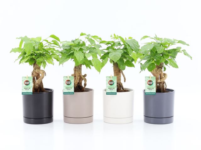 Picture of Radermachera bonsai in ceramic