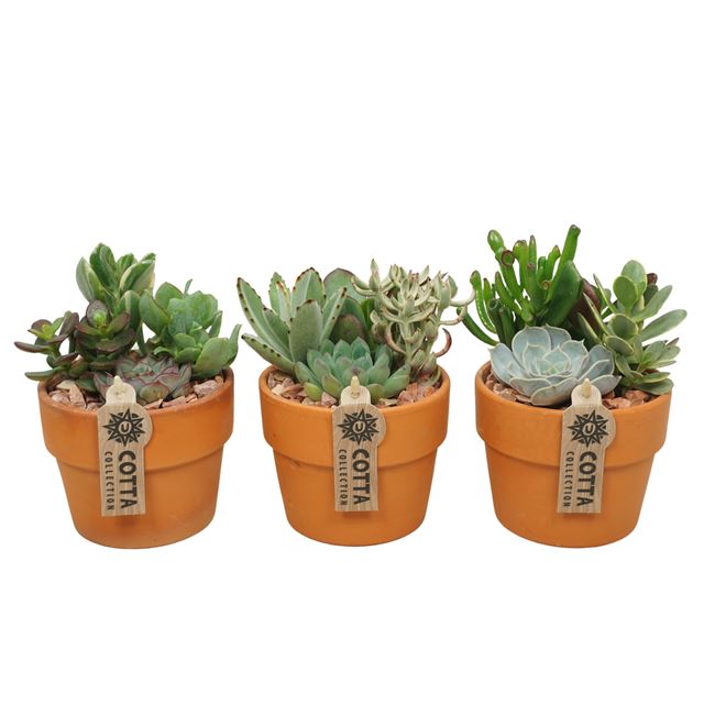 Picture of SUCCULENT ARRANGEMENT IN TERRACOTTA POT