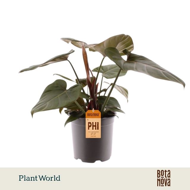 Picture of Philodendron summer glory