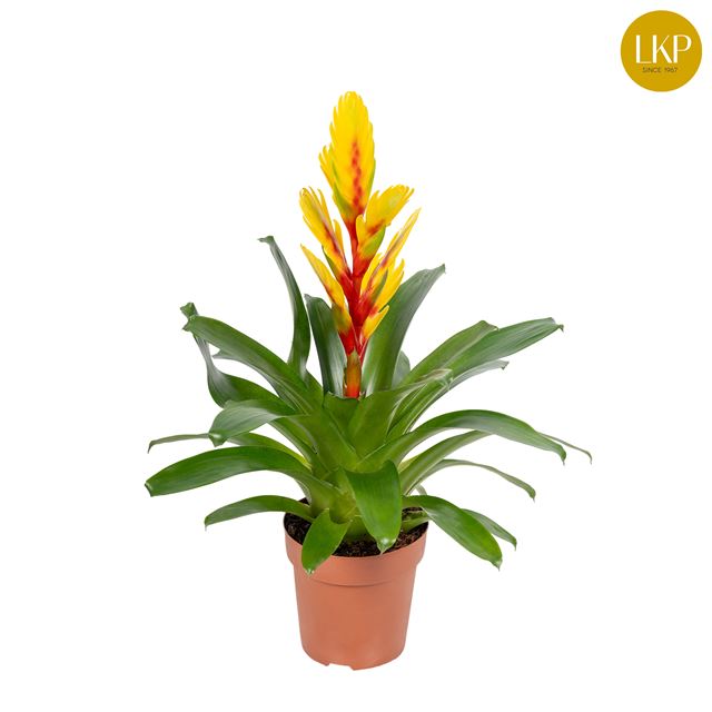 Picture of VRIESEA INTENSO YELLOW