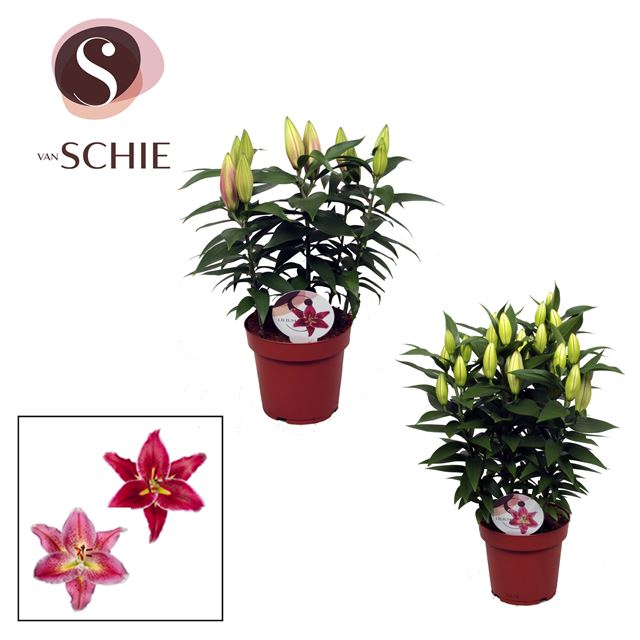 Picture of LILIUM ORIENTAL COMPACT