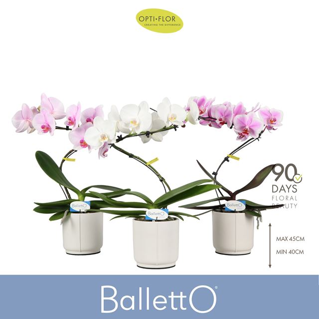 Picture of Phalaenopsis 01-stem balletto mix in keramiek