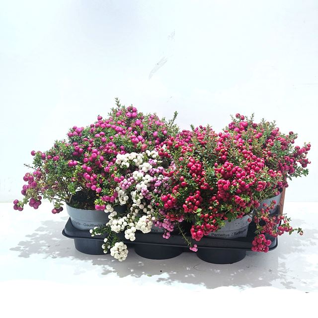 Picture of GAULTHERIA MUCRONATA (PERNETTIA) MIX