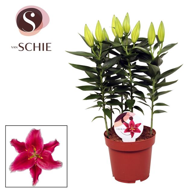 Picture of Lilium oriental 05pp starlight express pink