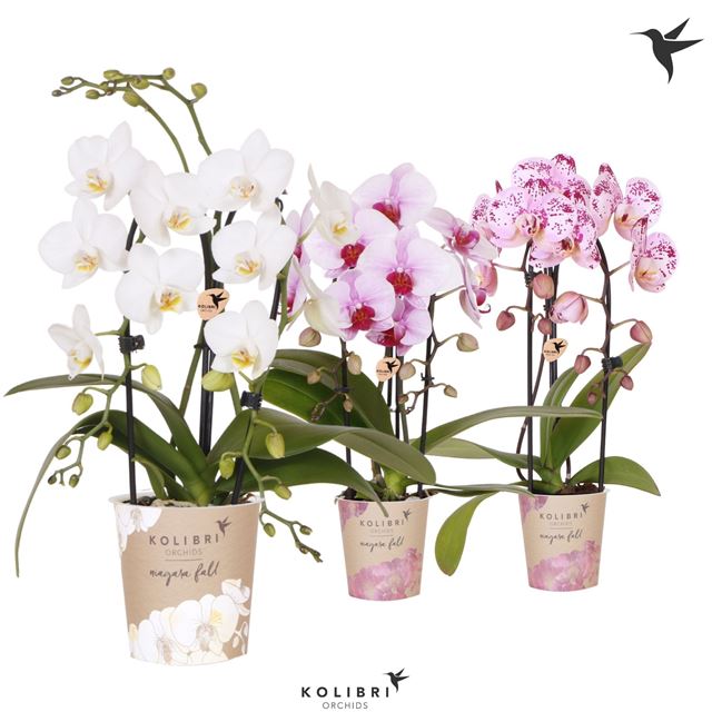 Picture of Phalaenopsis 02-stem kolibri niagara fall mix