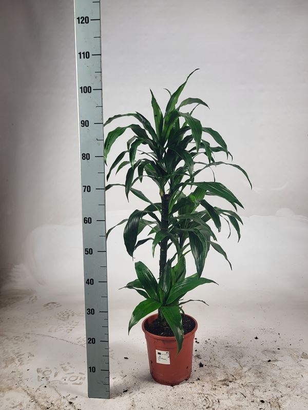 Picture of DRACAENA FRAGRANS JANET CRAIG 060+/30+/15+