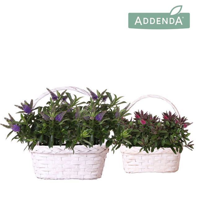 Picture of Hebe addenda donna basket twins