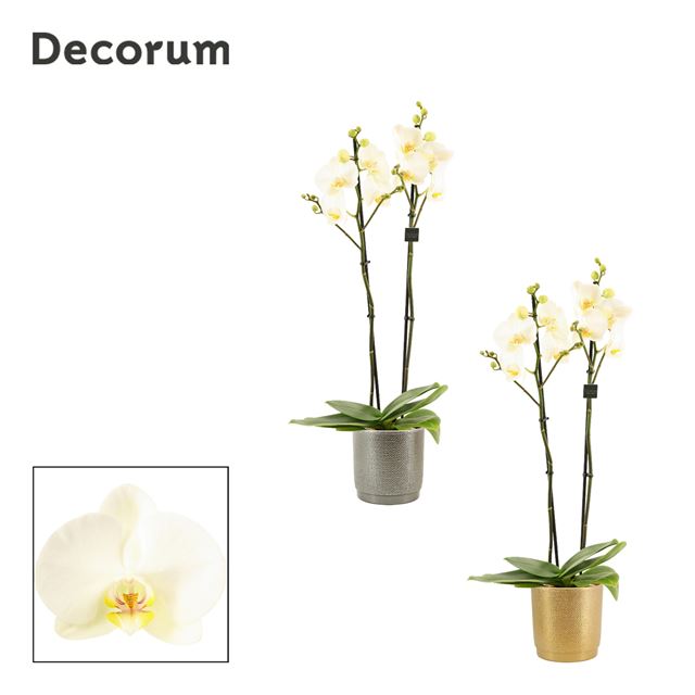 Picture of PHALAENOPSIS 02-STEM WHITE IN CERAMIC