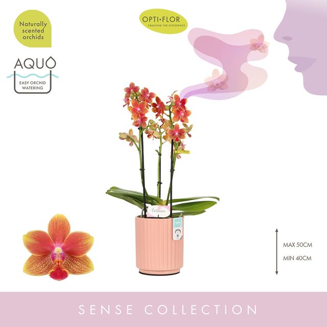 Picture of Phalaenopsis 03-stem aromio tropical in ceramic