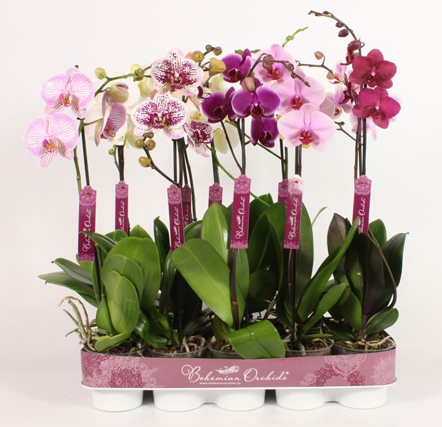 Picture of PHALAENOPSIS 01-STEM BOHEMIAN MIX