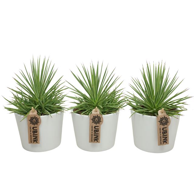 Picture of Agave nana in white ceramic