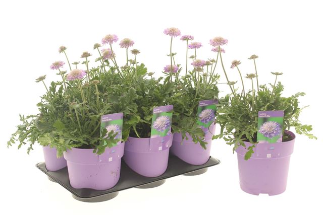 Picture of Scabiosa butterfly blue