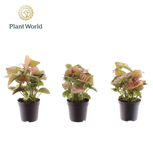 Picture of Syngonium neon robusta