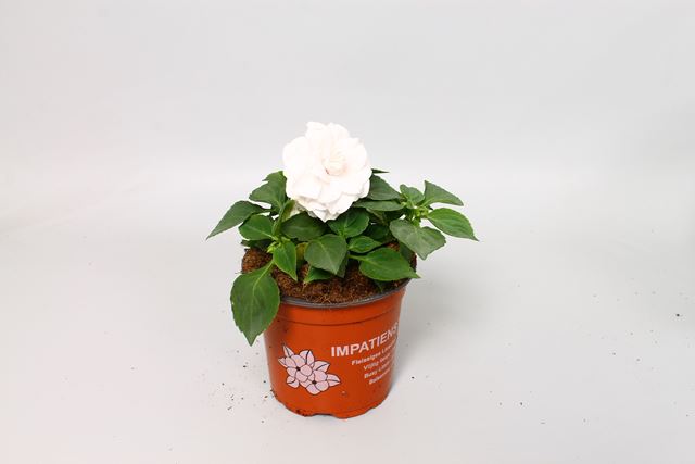 Picture of Impatiens walleriana fiesta white