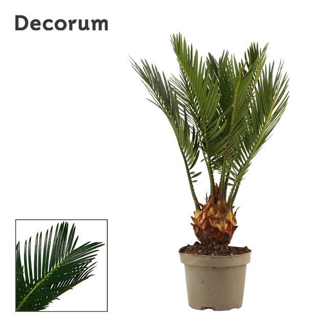 Picture of Cycas revoluta