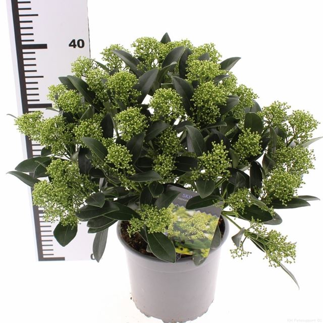Picture of Skimmia japonica finchy 20+fl