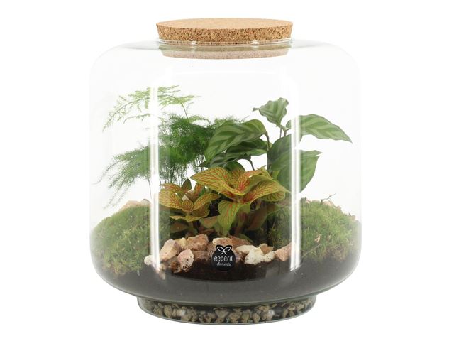 Picture of TERRARIUM