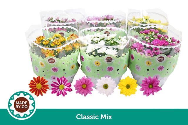 Picture of Chrysanthemum mix bowl pot
