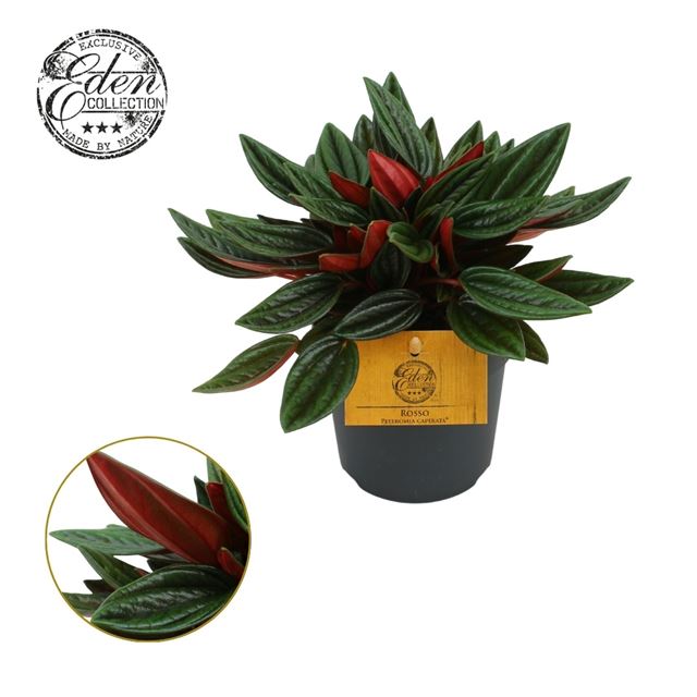Picture of PEPEROMIA CAPERATA ROSSO