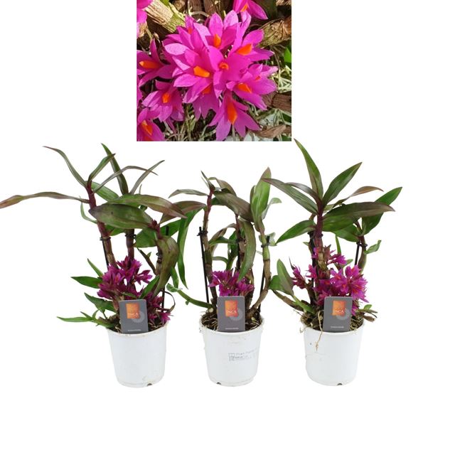 Picture of DENDROBIUM HIBIKI 04/05 CLUSTERS