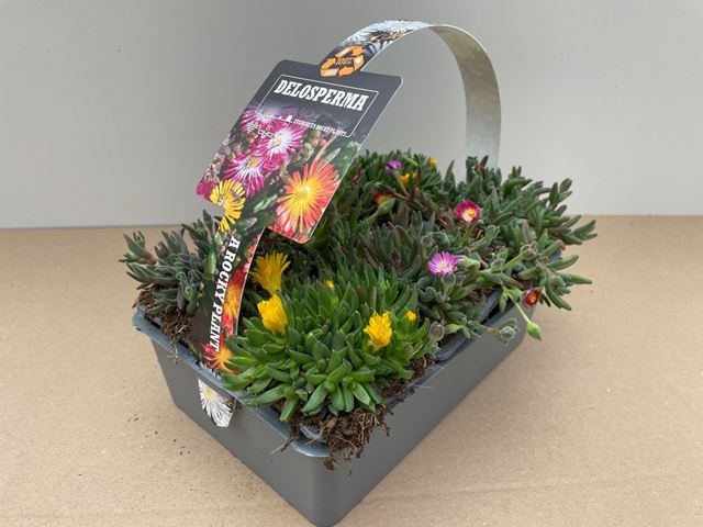 Picture of DELOSPERMA 06-PACK