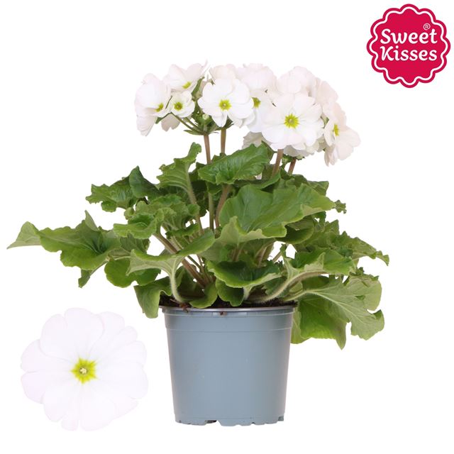Picture of PRIMULA OBCONICA SWEET KISSES WHITE