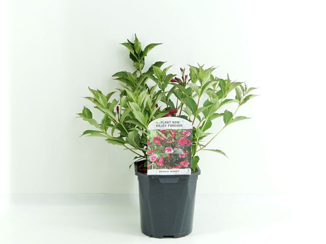 Picture of WEIGELA FLORIDA MINUET