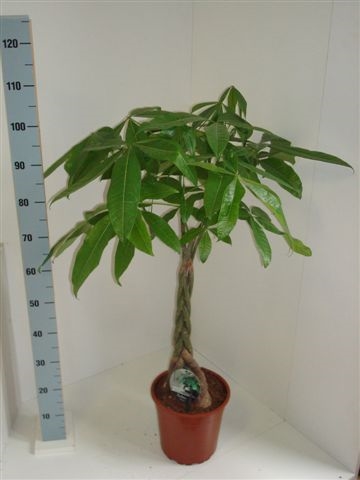 Picture of PACHIRA AQUATICA BRAIDED STEM