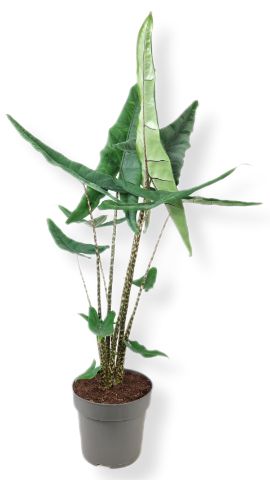 Picture of ALOCASIA TIGRINI 