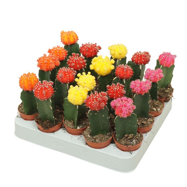 Picture of CACTUS GYMNOCALYCIUM GRAFTED MIX