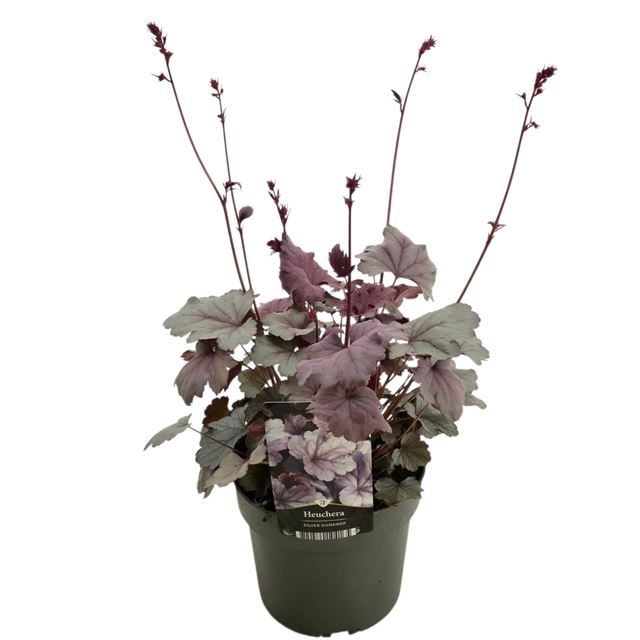 Picture of Heuchera silver gumdrop