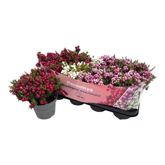 Picture of Gaultheria mucronata (pernettia) mix