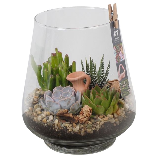 Picture of SUCCULENT ARRANGEMENT 04PP IN GLASS