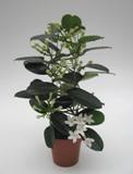 Picture of STEPHANOTIS FLORIBUNDA COLUMN 7+FL