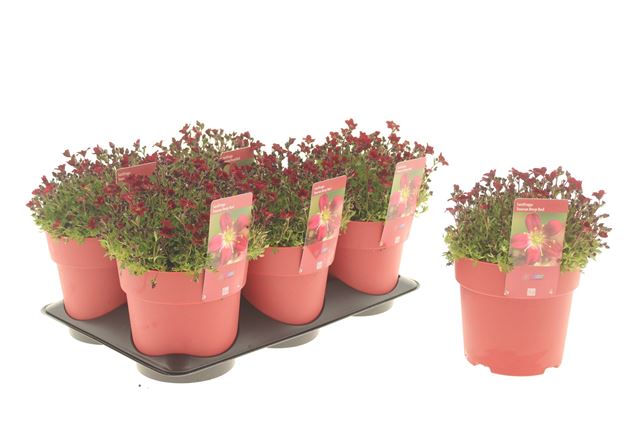 Picture of Saxifraga touran scarlet