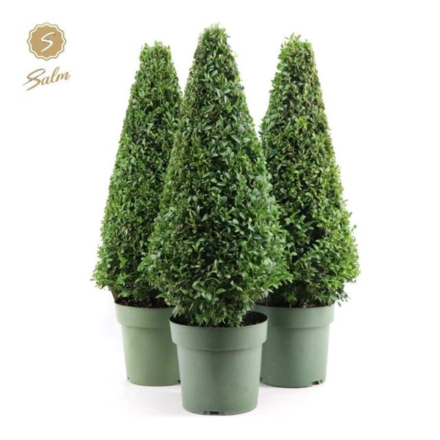 Picture of Buxus sempervirens pyramid 055cm