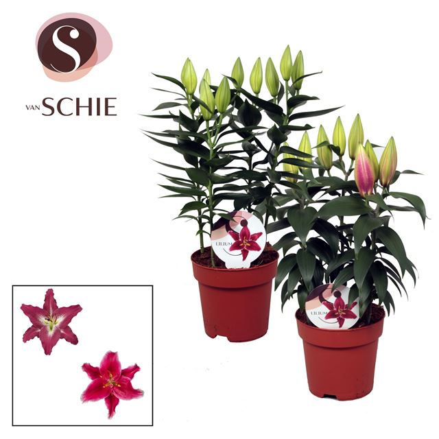 Picture of LILIUM ORIENTAL 03PP MIX
