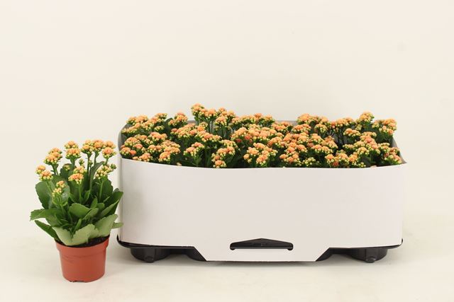 Picture of Kalanchoe double orange-yellow